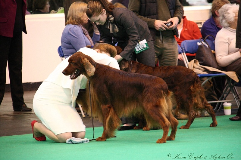 Crufts2011 491.jpg